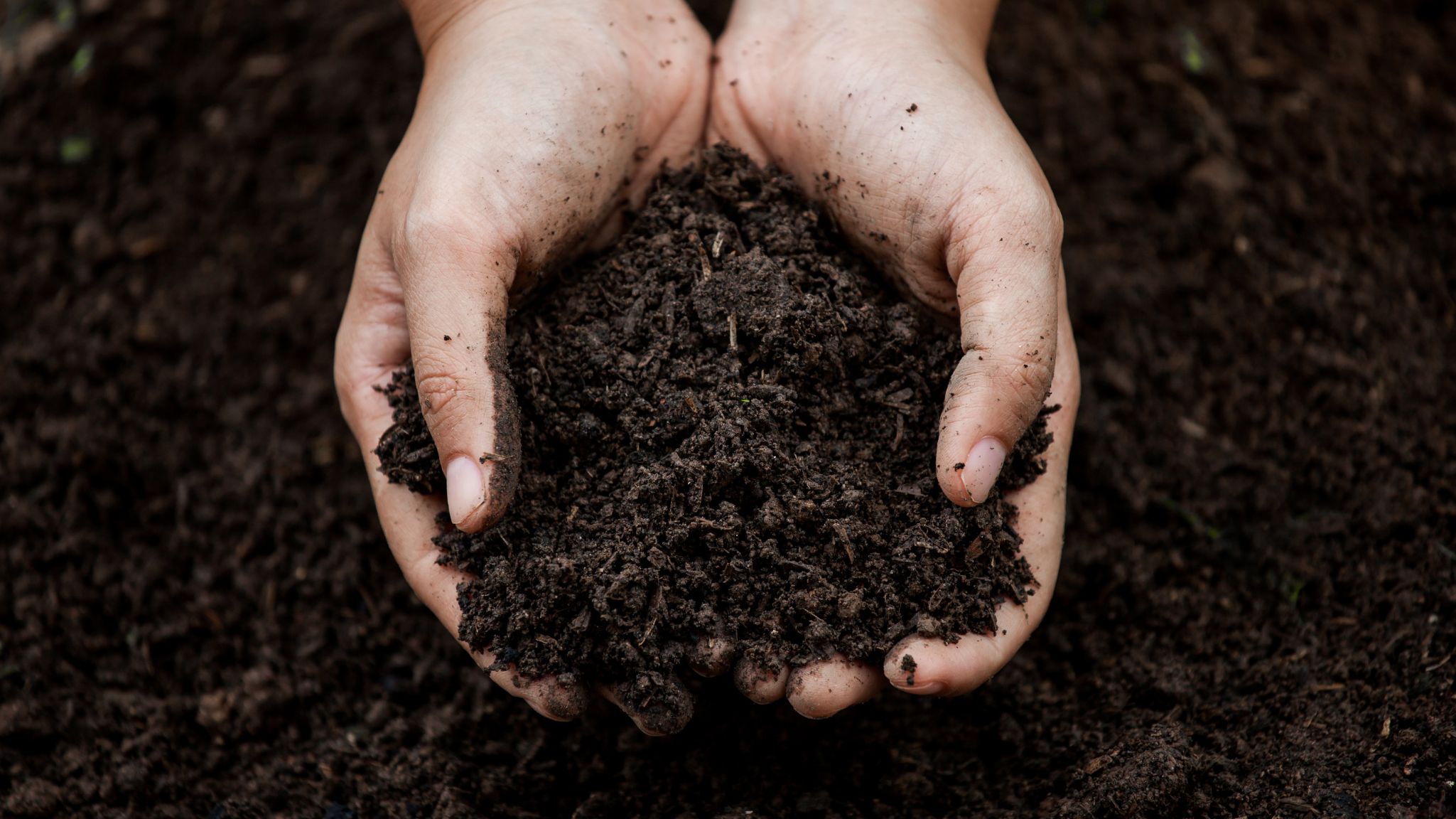 labores-de-plantacion labores-de-plantacion