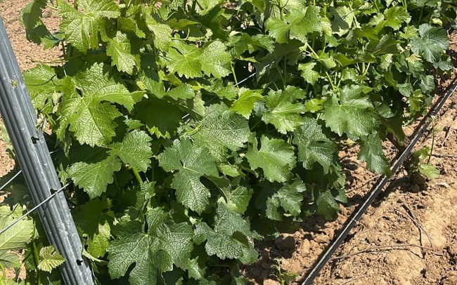 Campo labrado con postes metálicos alineados para cultivo en tierras abiertas.