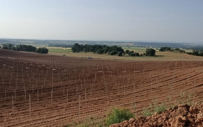 Planta de vid joven con hojas verdes y alambre de soporte en viñedo.