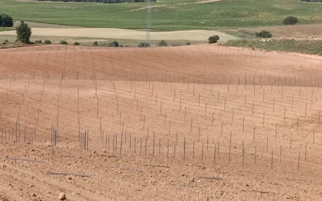 Campo de viñedo recién plantado con postes alineados.