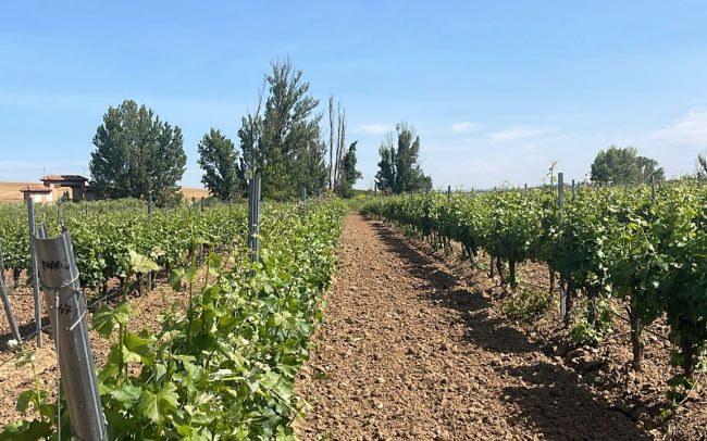 Fila de cepas en viñedo con suelo labrado.